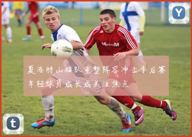 夏洛特山猫队重整阵容冲击季后赛年轻球员成长成关注焦点