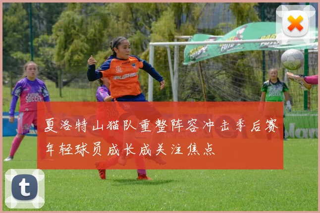 夏洛特山猫队重整阵容冲击季后赛年轻球员成长成关注焦点